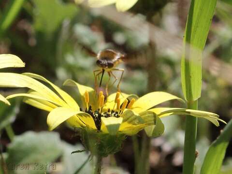 Sisyromyia limbata (Bigot 1892)的圖片