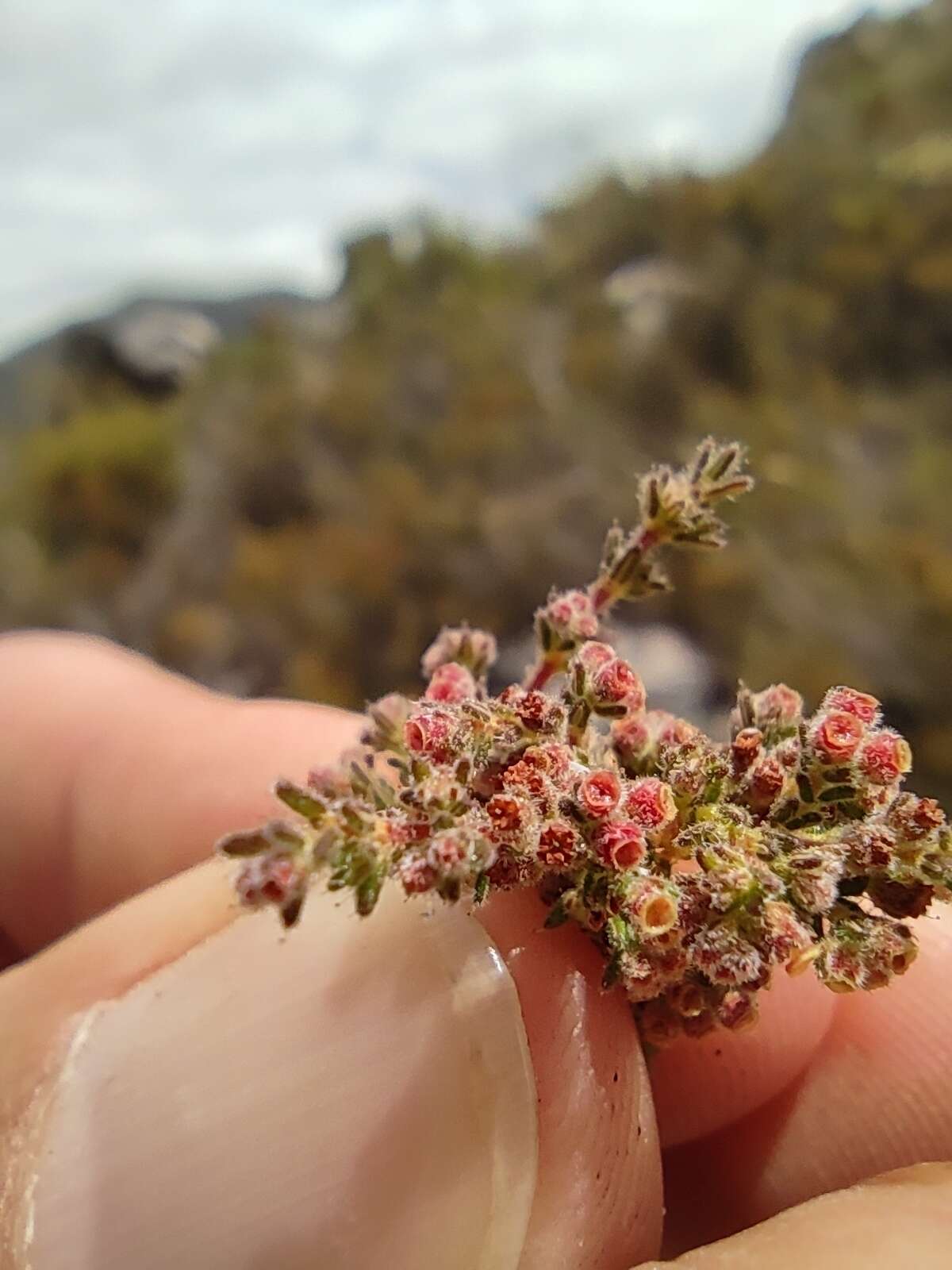 Plancia ëd Erica altiphila E. G. H. Oliver