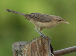 Image of Thrush-like Wren