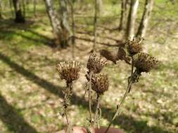 Centaurea phrygia L. resmi