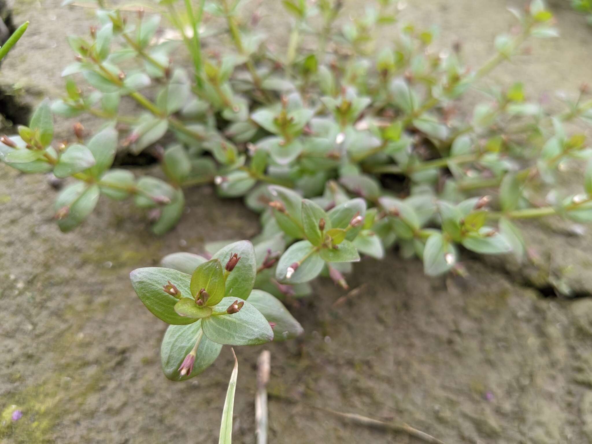 Image of Prostrate False Pimpernel