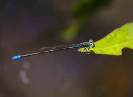 Image of Pseudagrion rubriceps Selys 1876