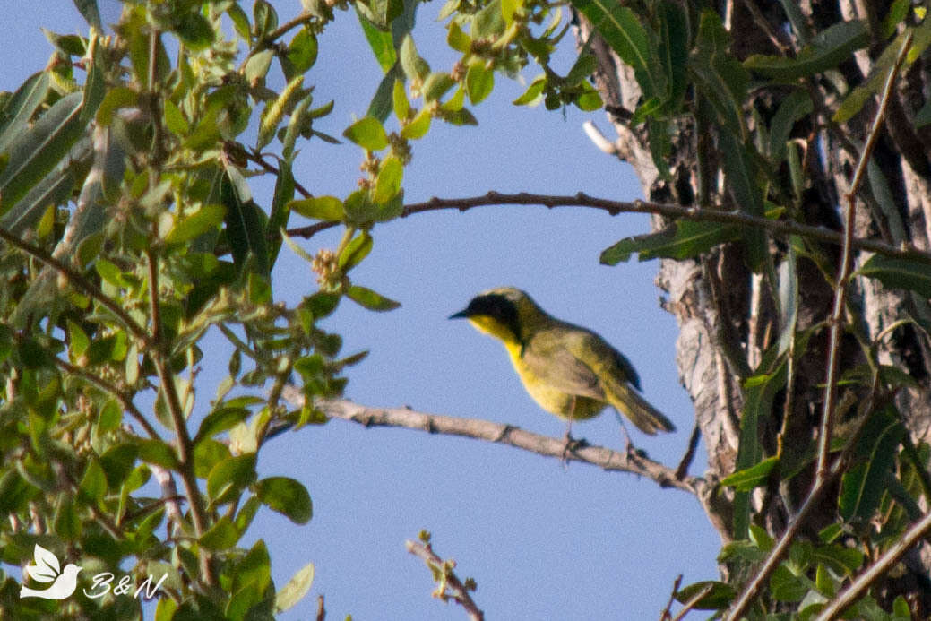 Image of Hooded Yellowthroat