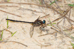 Image of Phanogomphus diminutus (Needham 1950)