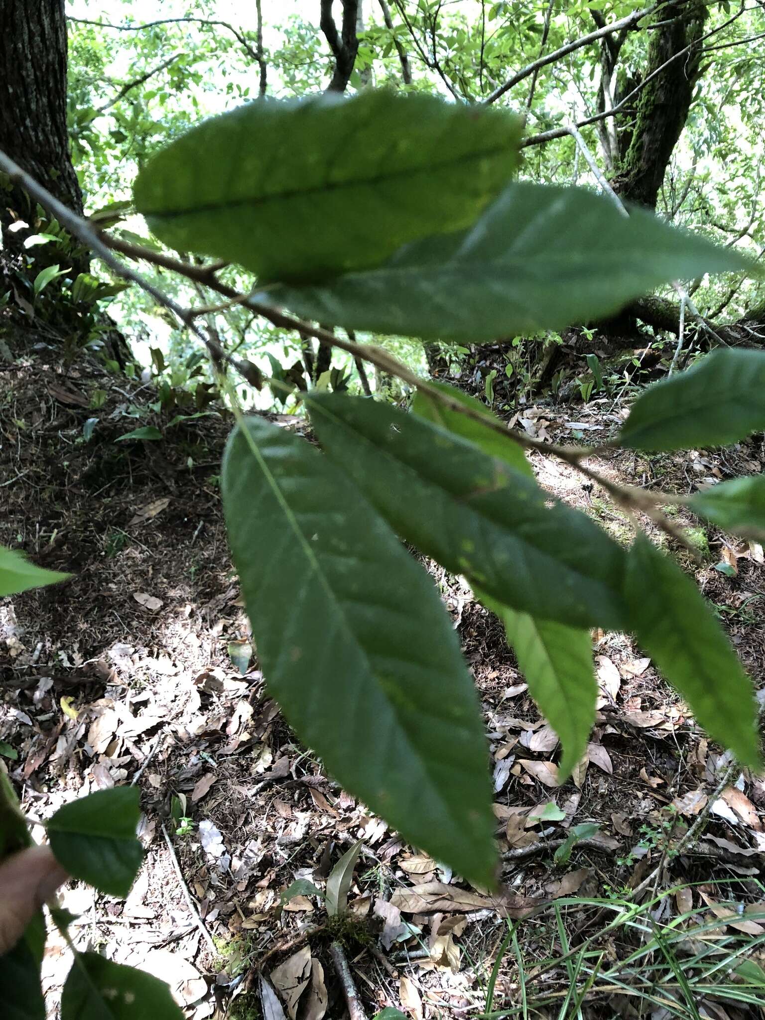 Image of Quercus spinosa subsp. miyabei (Hayata) A. Camus
