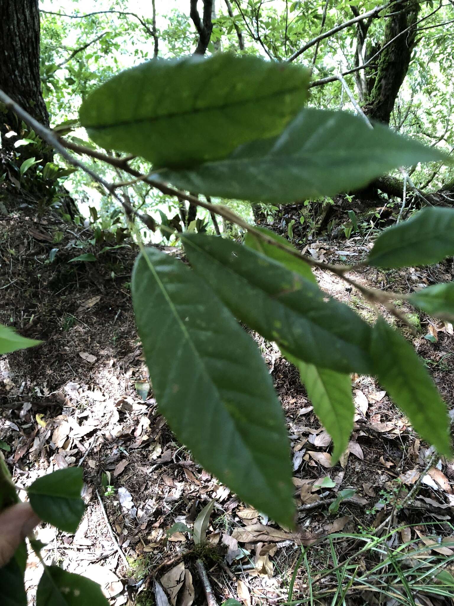 صورة Quercus spinosa subsp. miyabei (Hayata) A. Camus