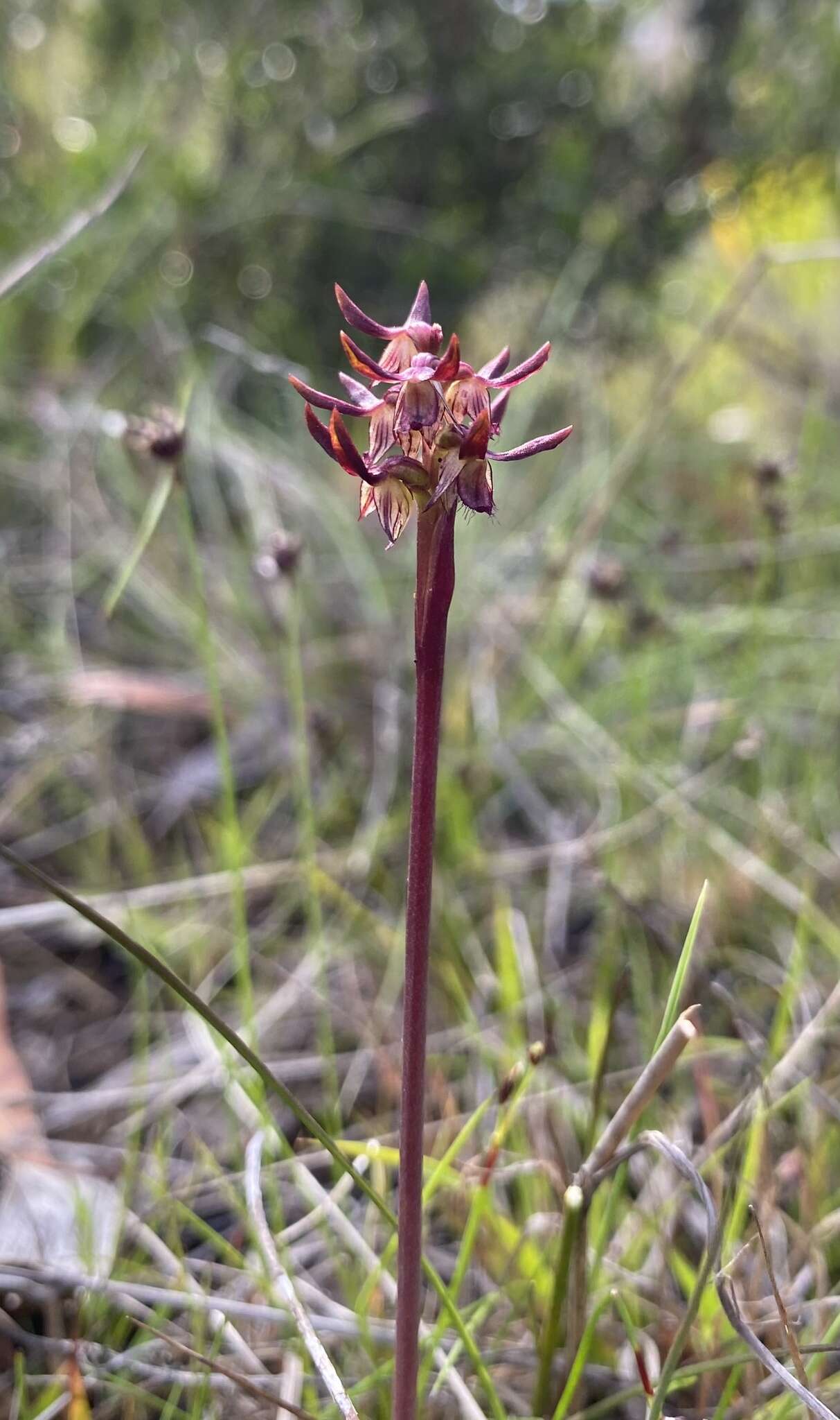 Image of Genoplesium cuspidatum