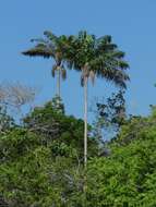 Image de Oenocarpus bacaba Mart.