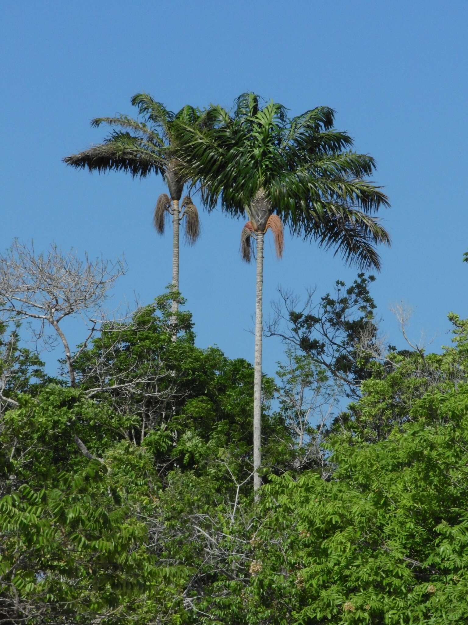 Image de Oenocarpus bacaba Mart.