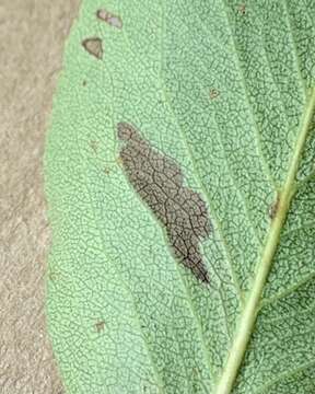 Image of Stigmella oxyacanthella (Stainton 1854) Beirne 1945