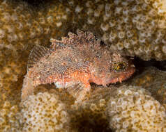 Image of Dwarf scorpionfish