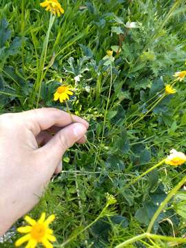 Image of creeping spotflower