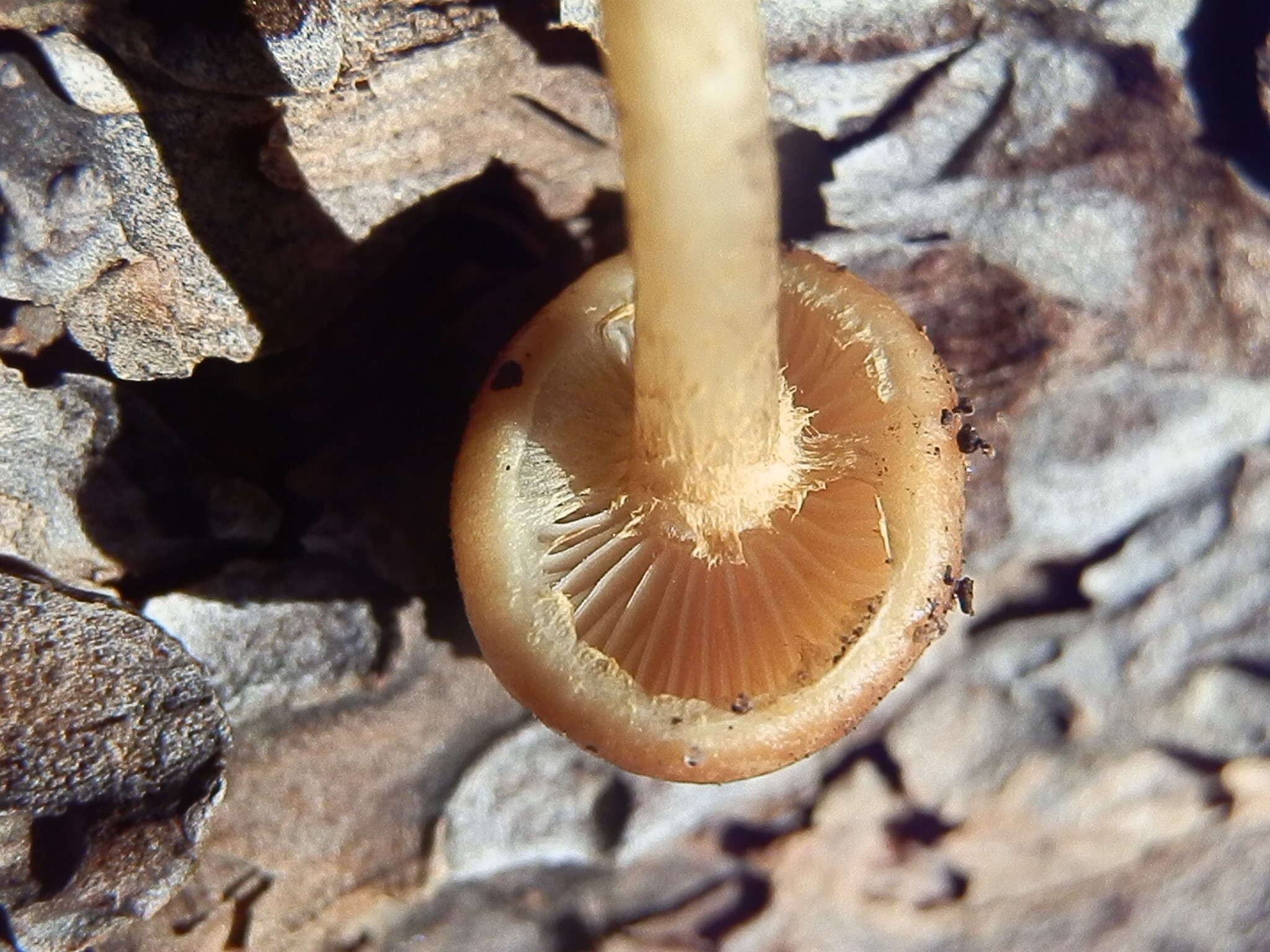 Pholiota highlandensis (Peck) Quadr. & Lunghini 1990 resmi