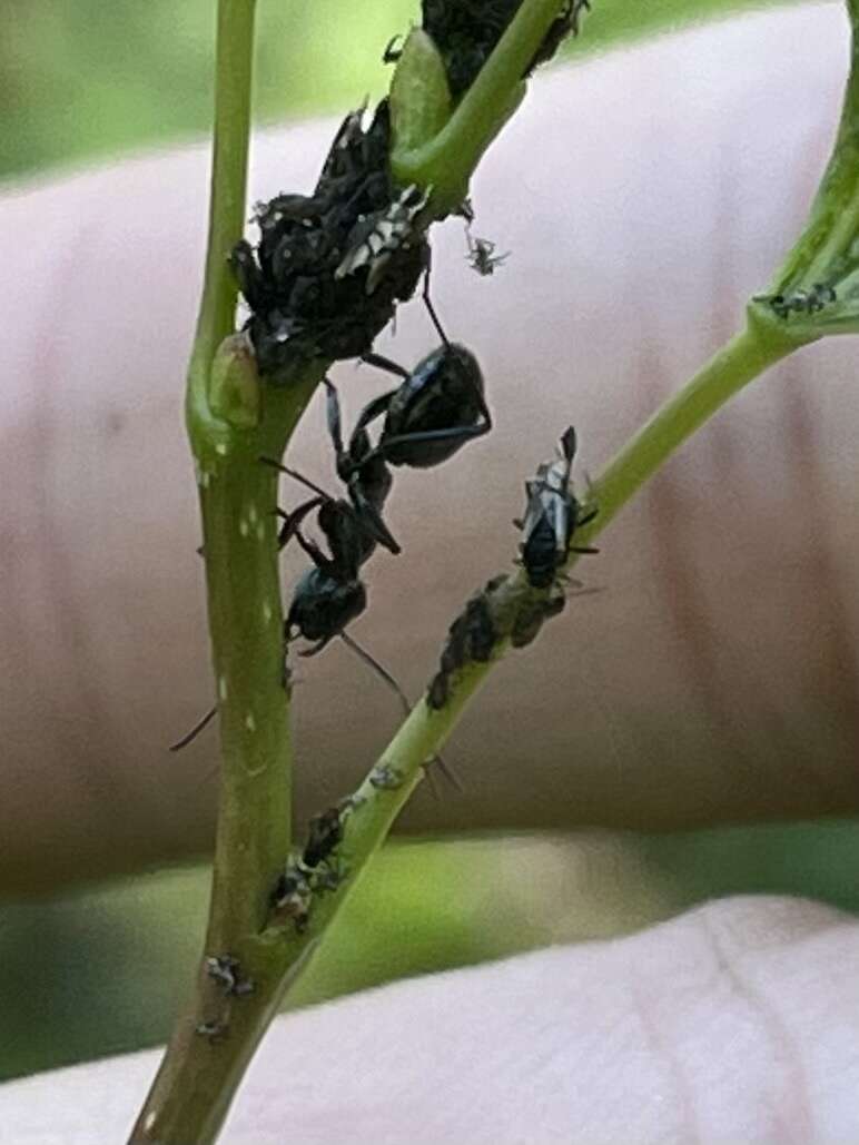 Imagem de Formica fusca Linnaeus 1758