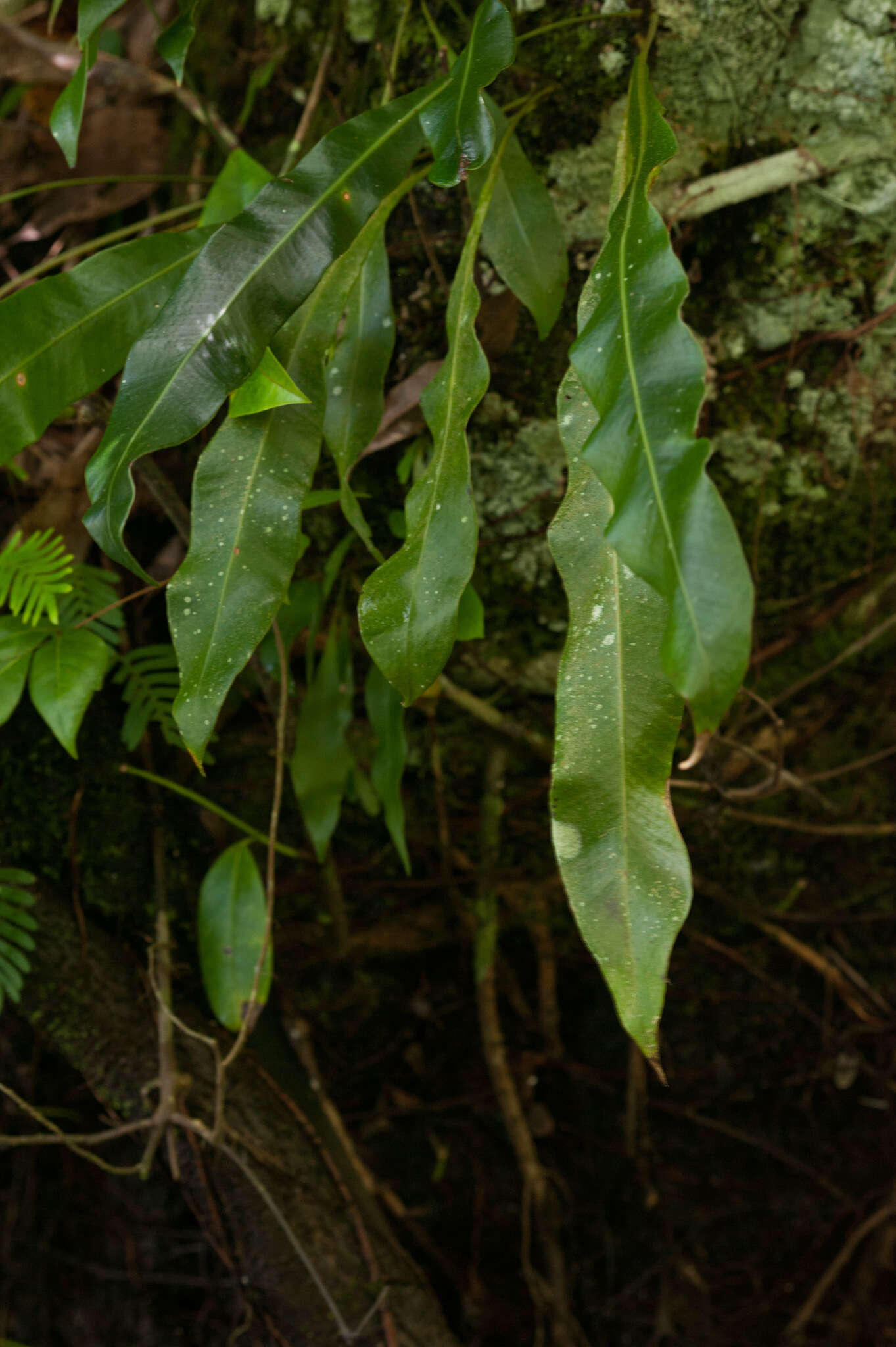 Image of Tailed Strap Fern