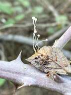 Image of Mycena smithiana Kühner 1938