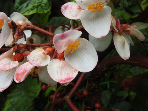 Image of Begonia baccata Hook. fil.