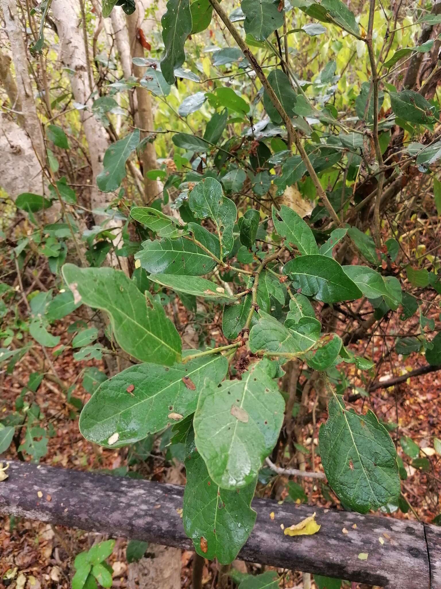 Coccoloba liebmannii Lindau resmi