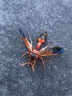 Image of Caterpillar hunting wasp