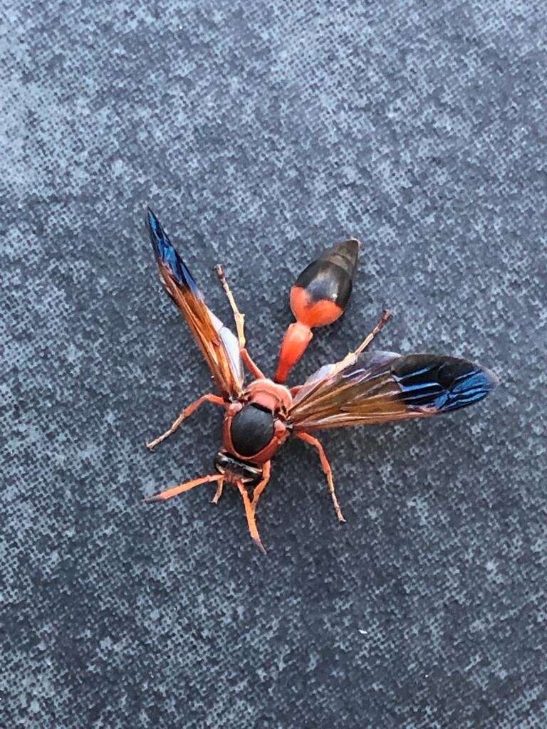 Image of Caterpillar hunting wasp