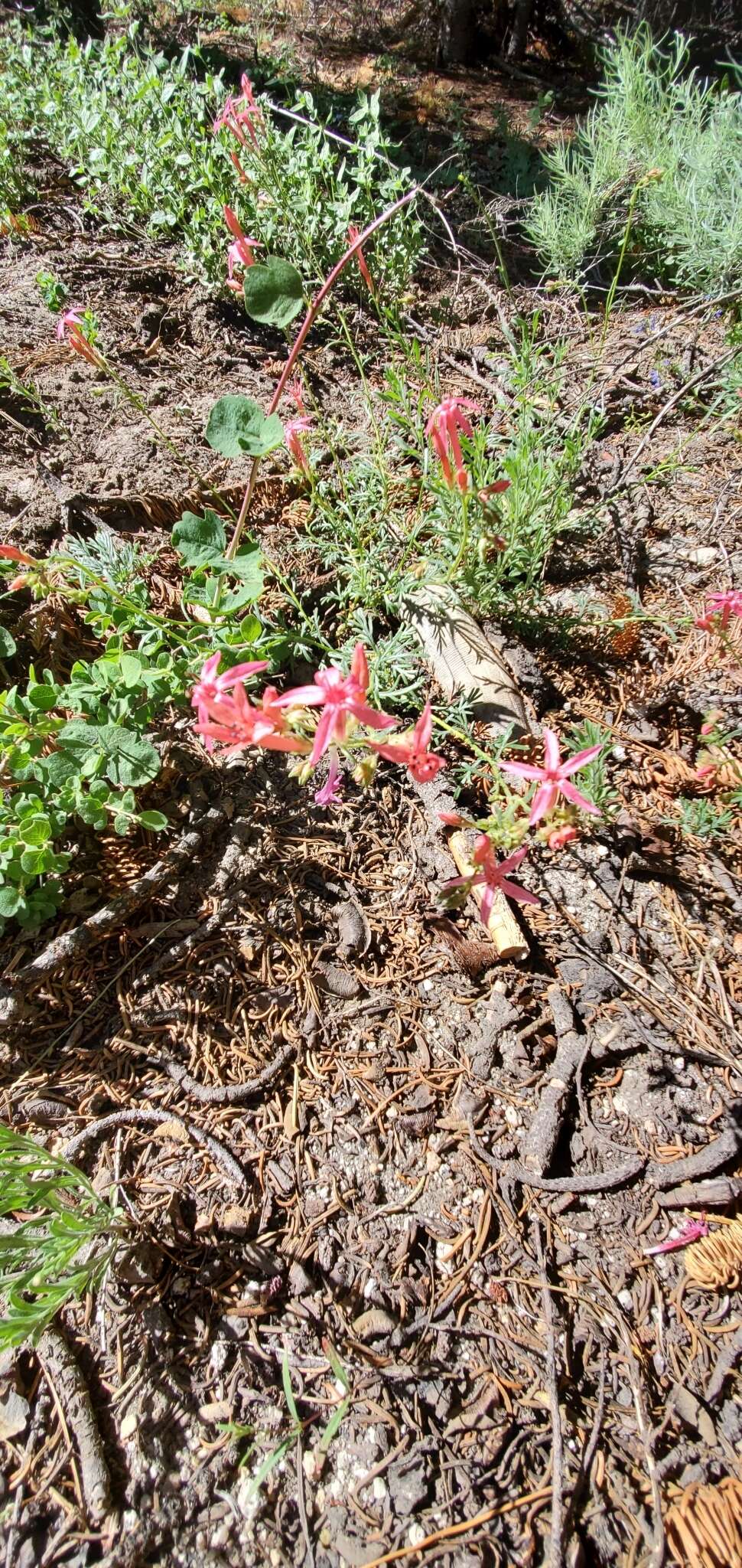 Image of scarlet gilia