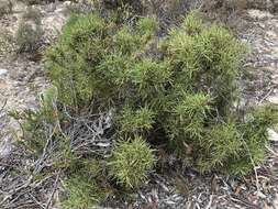 Image of Hakea vittata R. Br.