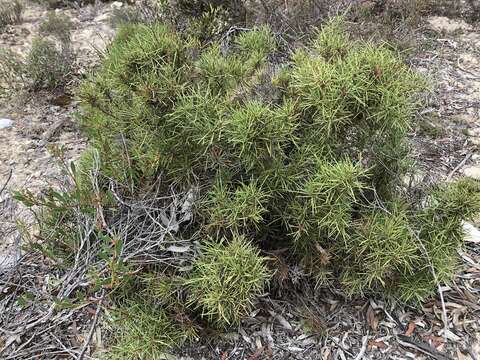 Imagem de Hakea vittata R. Br.