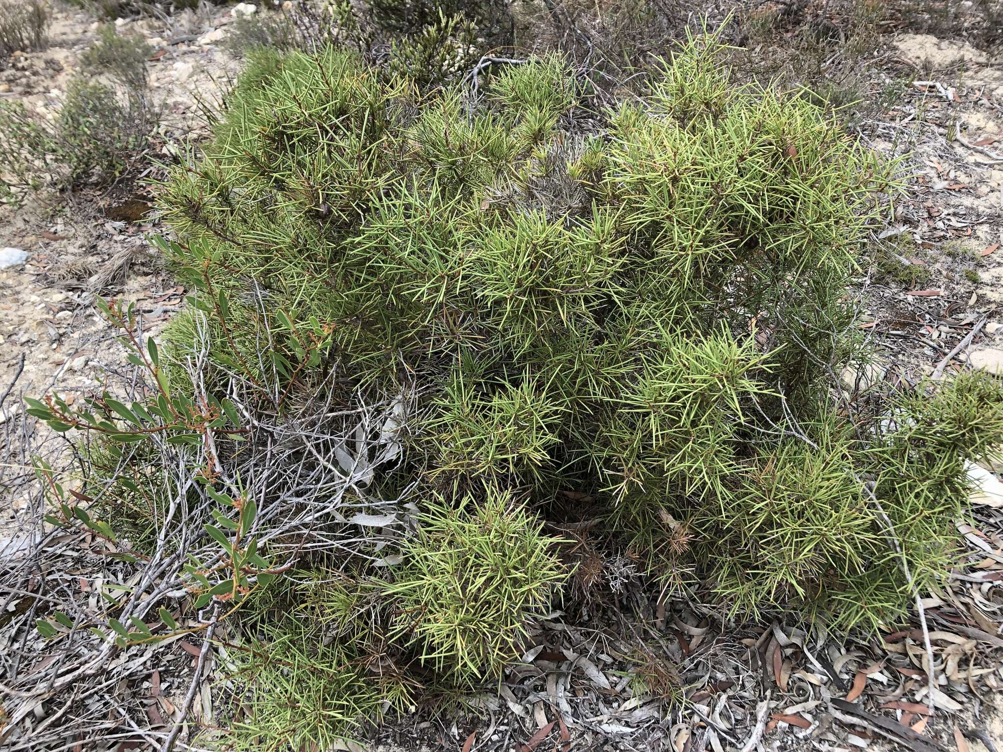 Image of Hakea vittata R. Br.