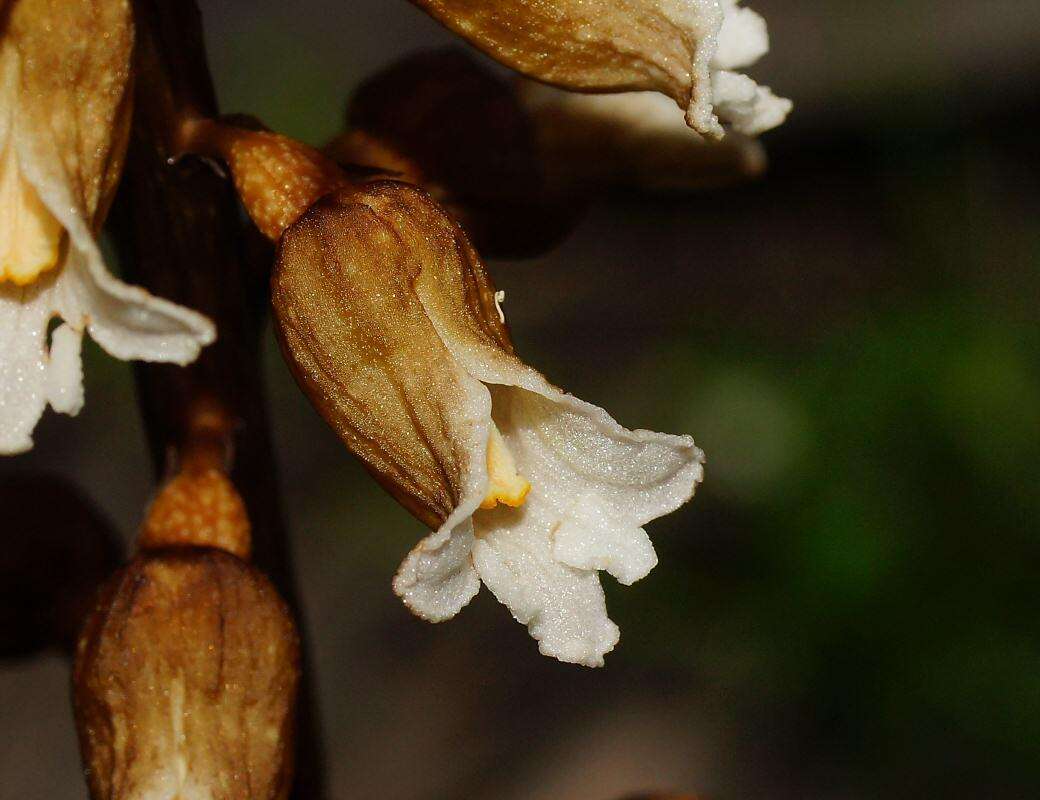 Image of Tall potato orchid