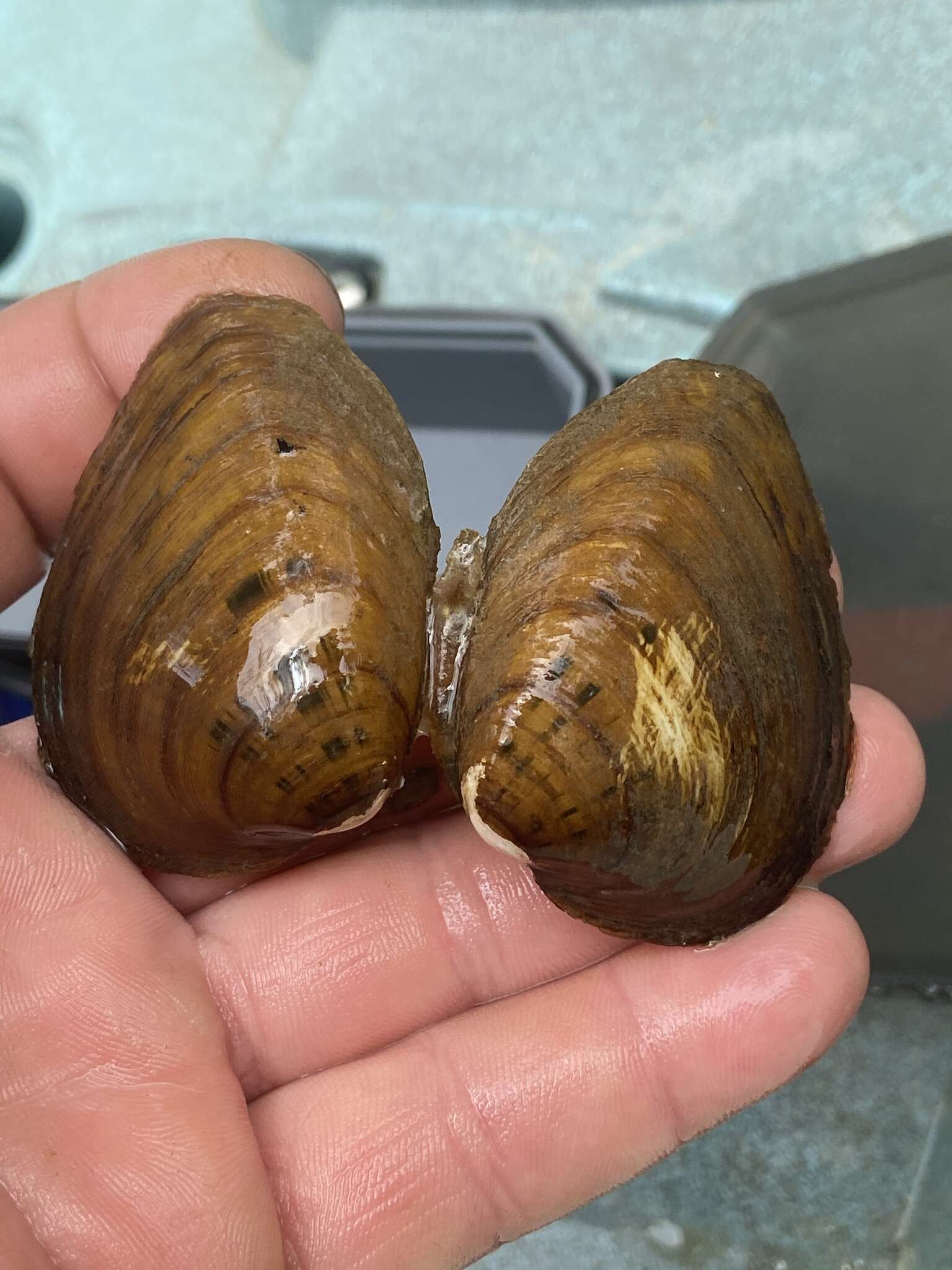 Image of Slabside Pearlymussel