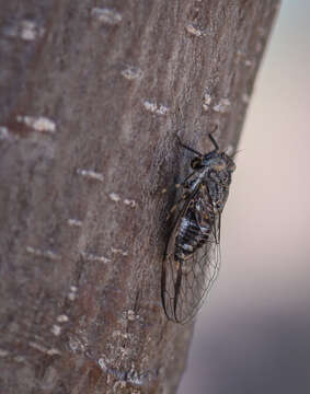 Image of Myopsalta mackinlayi (Distant 1882)