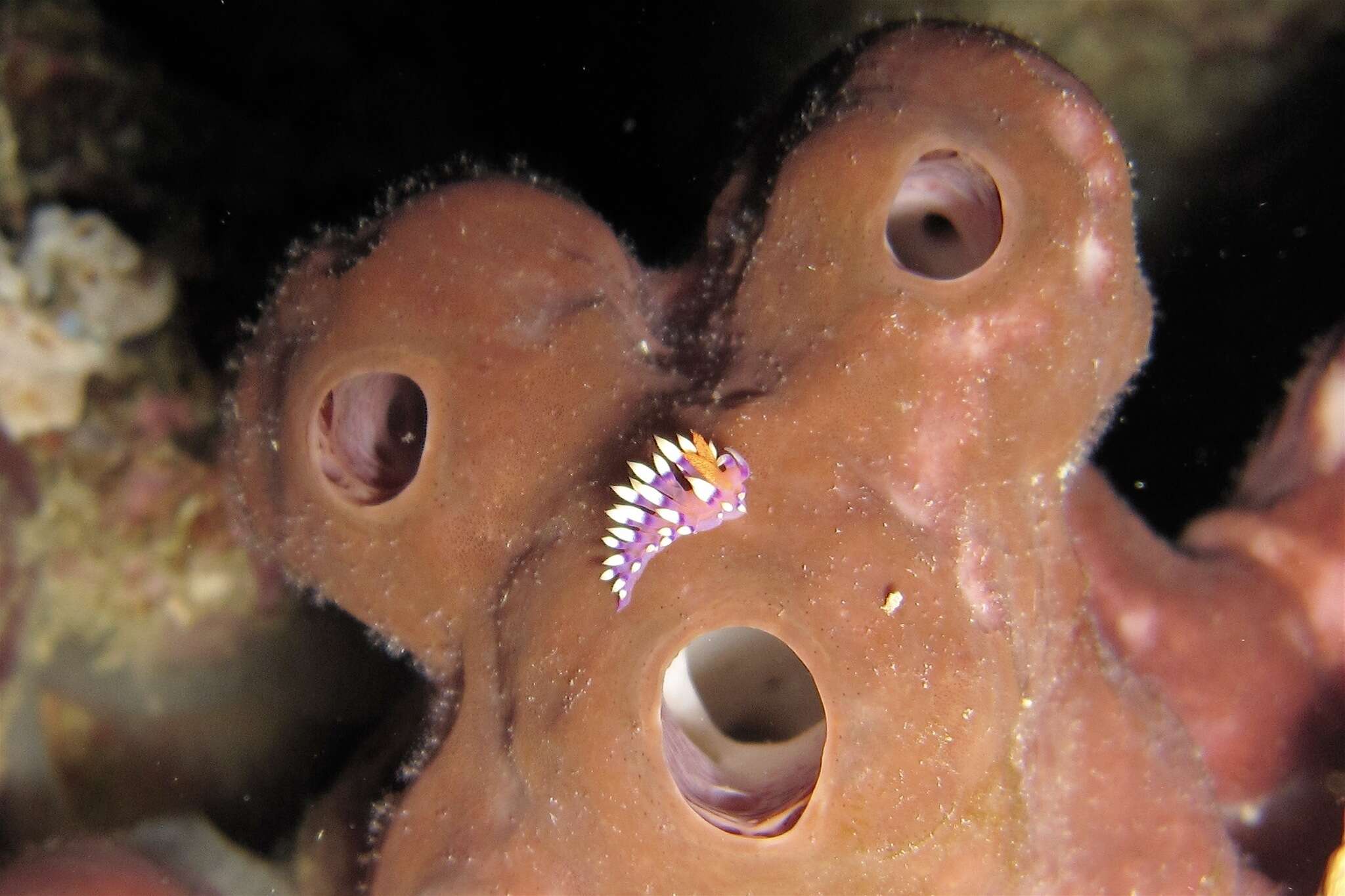 Image of Whitetip purple cerrata pink slug