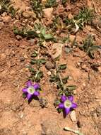 Campanula filicaulis Durieu resmi