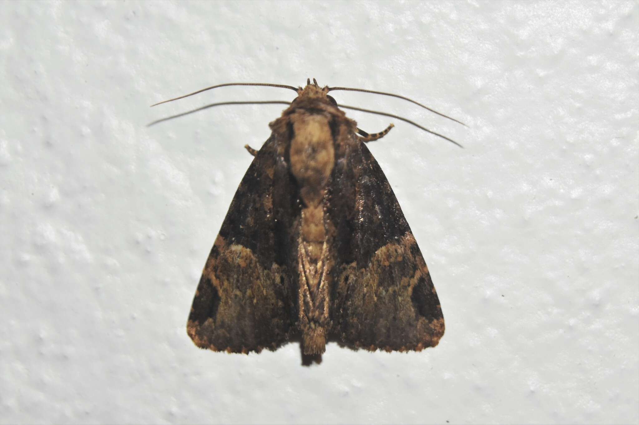 Image of Phosphila xylophila Walker 1858