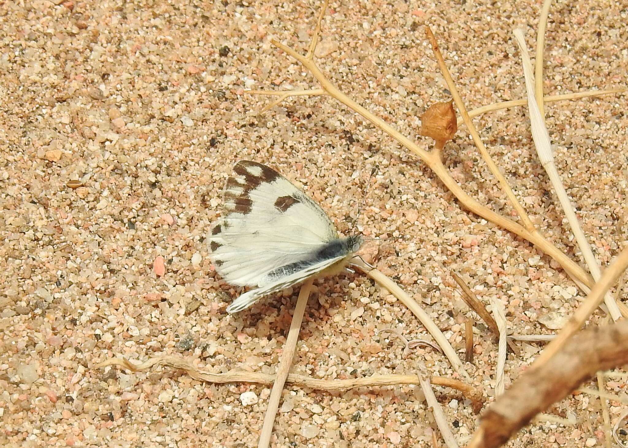 Image of Desert white
