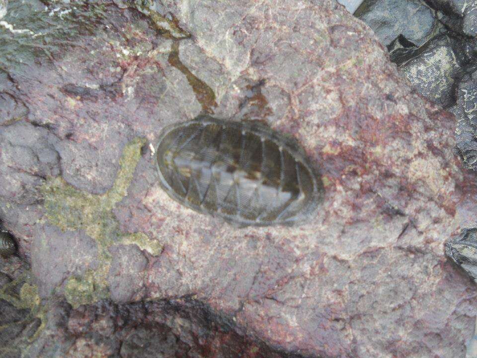 Image de Chiton stokesii Broderip 1832