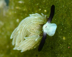 Image of Costasiella usagi Ichikawa 1993