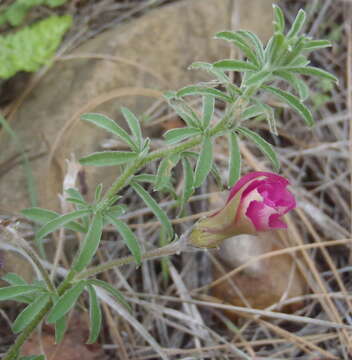 Image de Oxalis hirta var. canescens Knuth