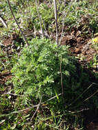 Image of Dyer's Chamomile