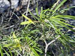 Image of Eremophila oldfieldii subsp. angustifolia (S. Moore) Chinnock