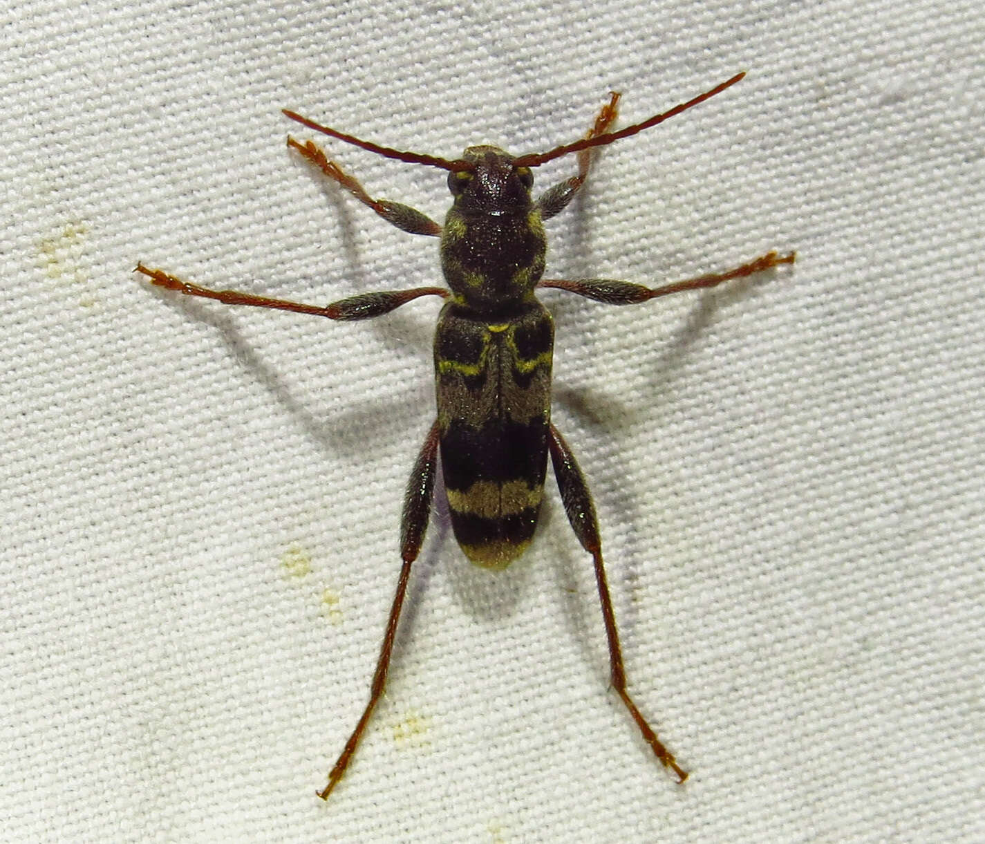 Image of Rustic Borer