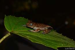 Image of Hyloscirtus antioquia Rivera-Correa & Faivovich 2013