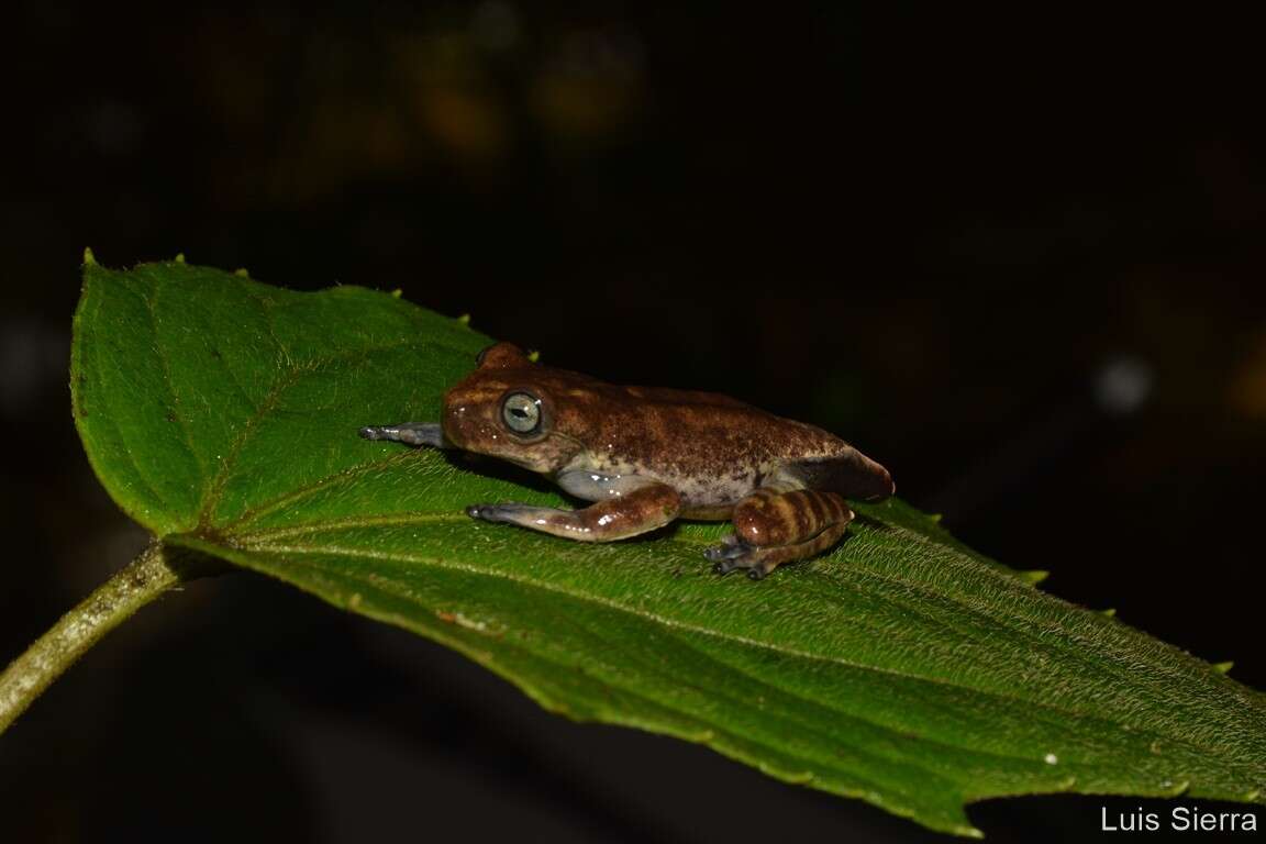 Hyloscirtus antioquia Rivera-Correa & Faivovich 2013的圖片