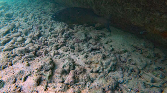 Image de Saumonée Léopard