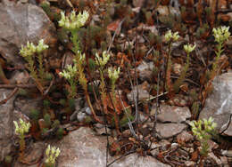 Слика од Petrosedum ochroleucum (Chaix) Niederle