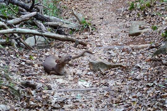 Image of fossa