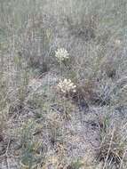 Image of Allium tulipifolium Ledeb.