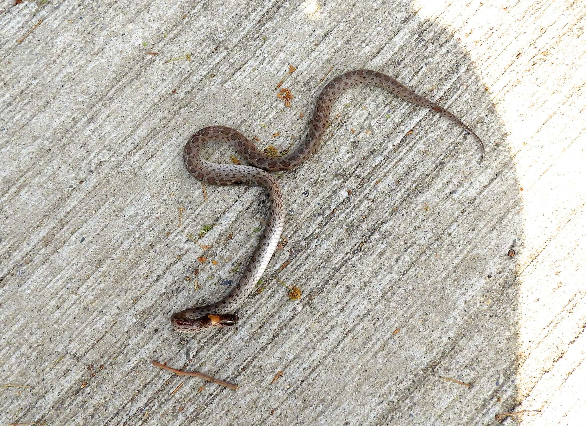 Image of Night Snake