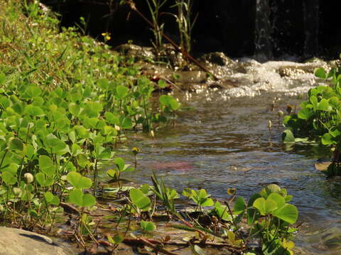 Imagem de Marsilea minuta L.