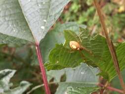 Image of Metellina ornata (Chikuni 1955)